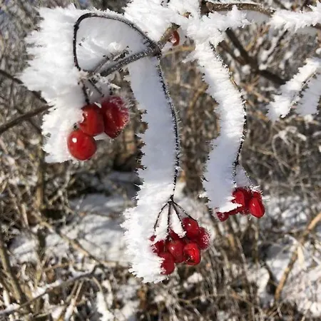 Schiestl * 乌登斯